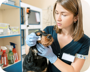 A Importância da Saúde Ocular dos Animais