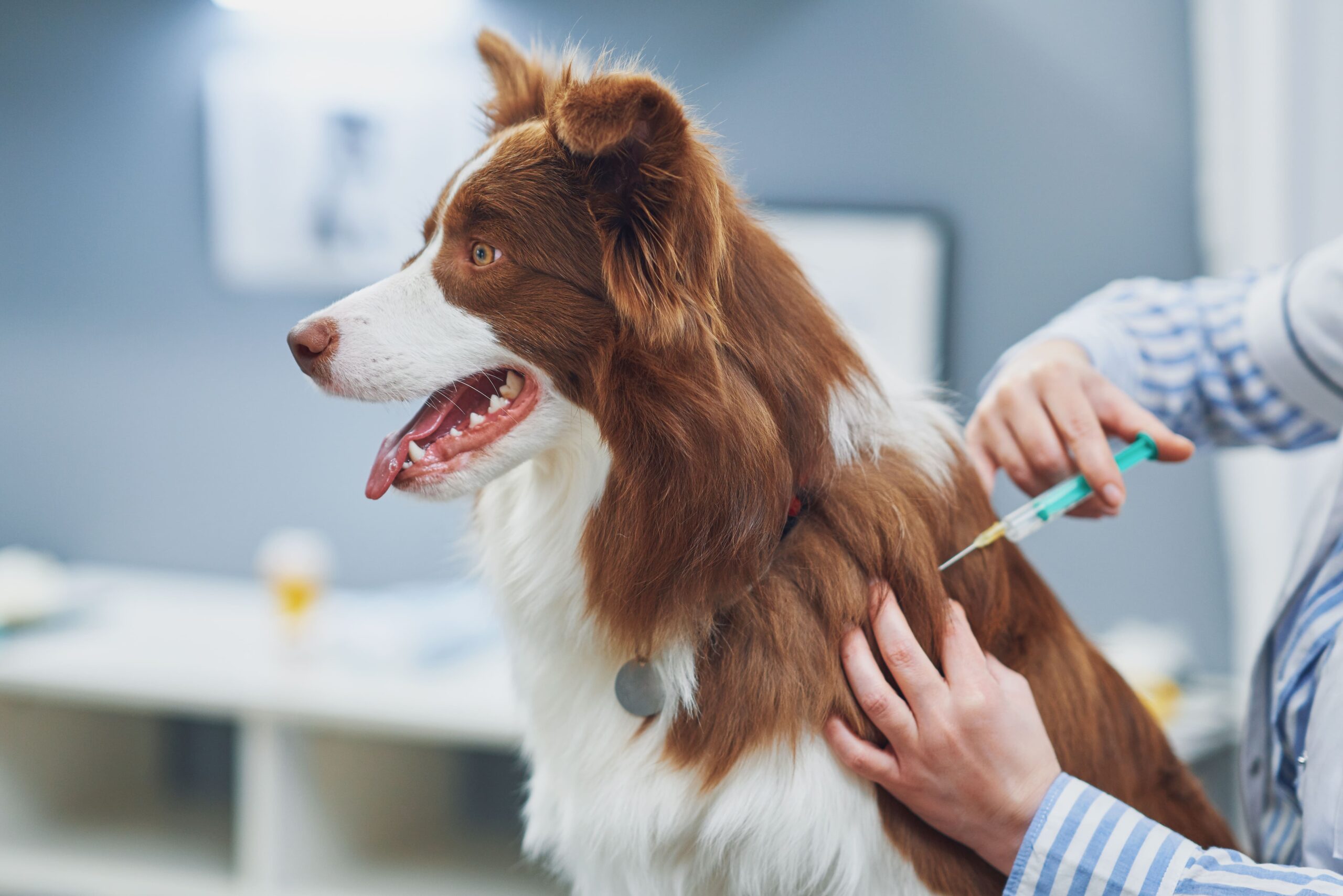 Vacinação em Cães e Gatos: Pilar da Medicina Preventiva