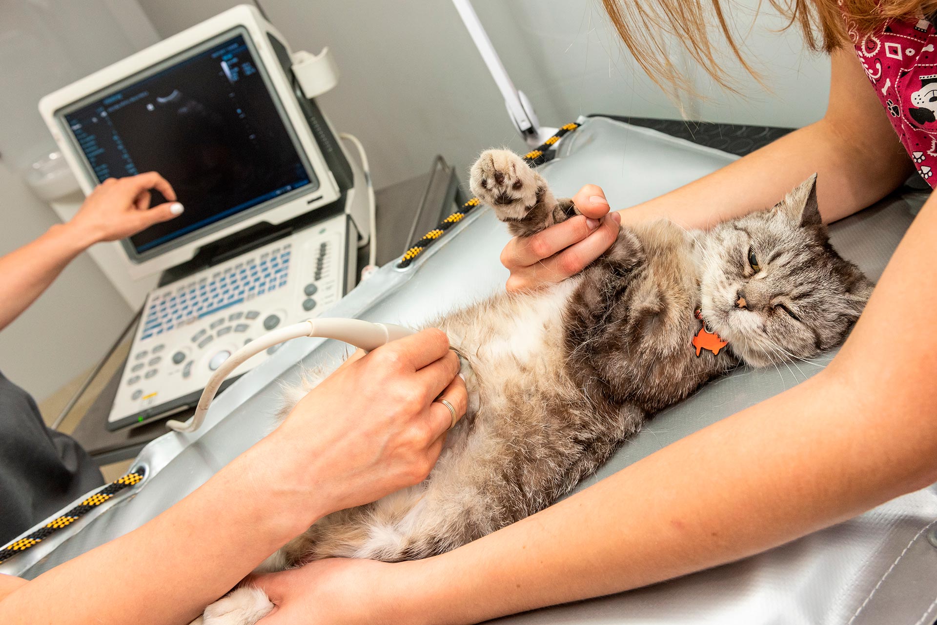 Ultrassonografia Veterinária: Diagnóstico por Imagem em Alta Definição