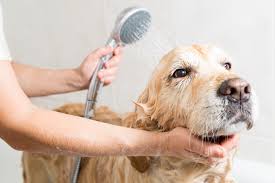 Banho e Tosa: Saúde e Bem-Estar Além da Estética