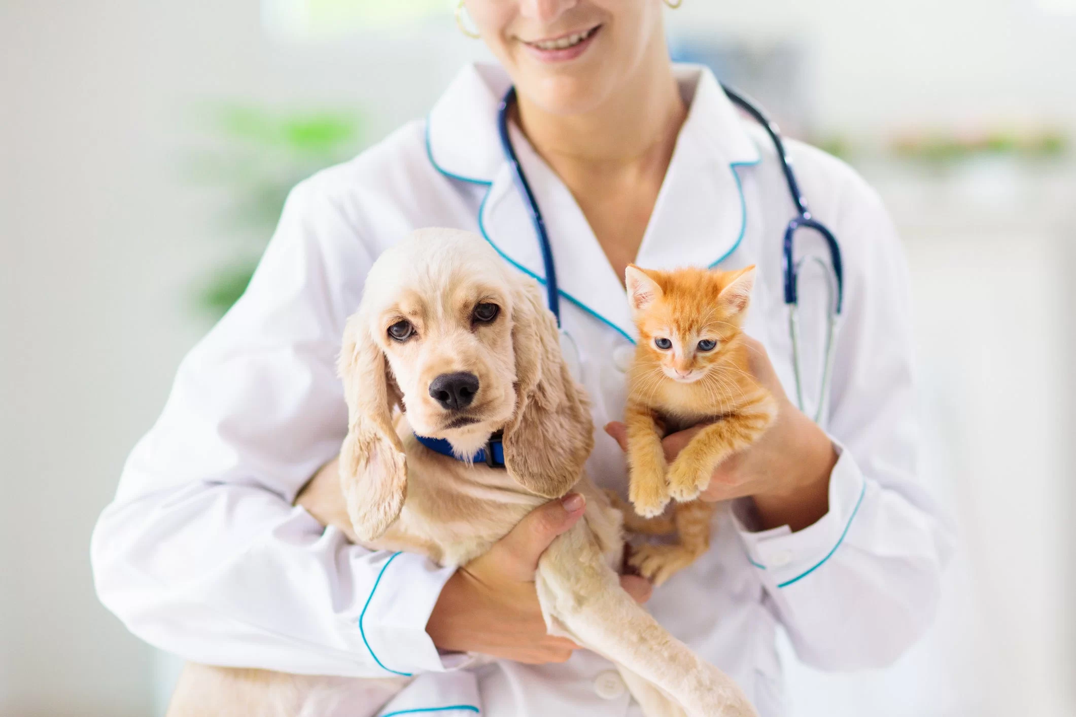 Clínica Geral: Base do Atendimento Médico-Veterinário